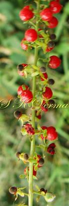  Inflorescence with berries and seeds